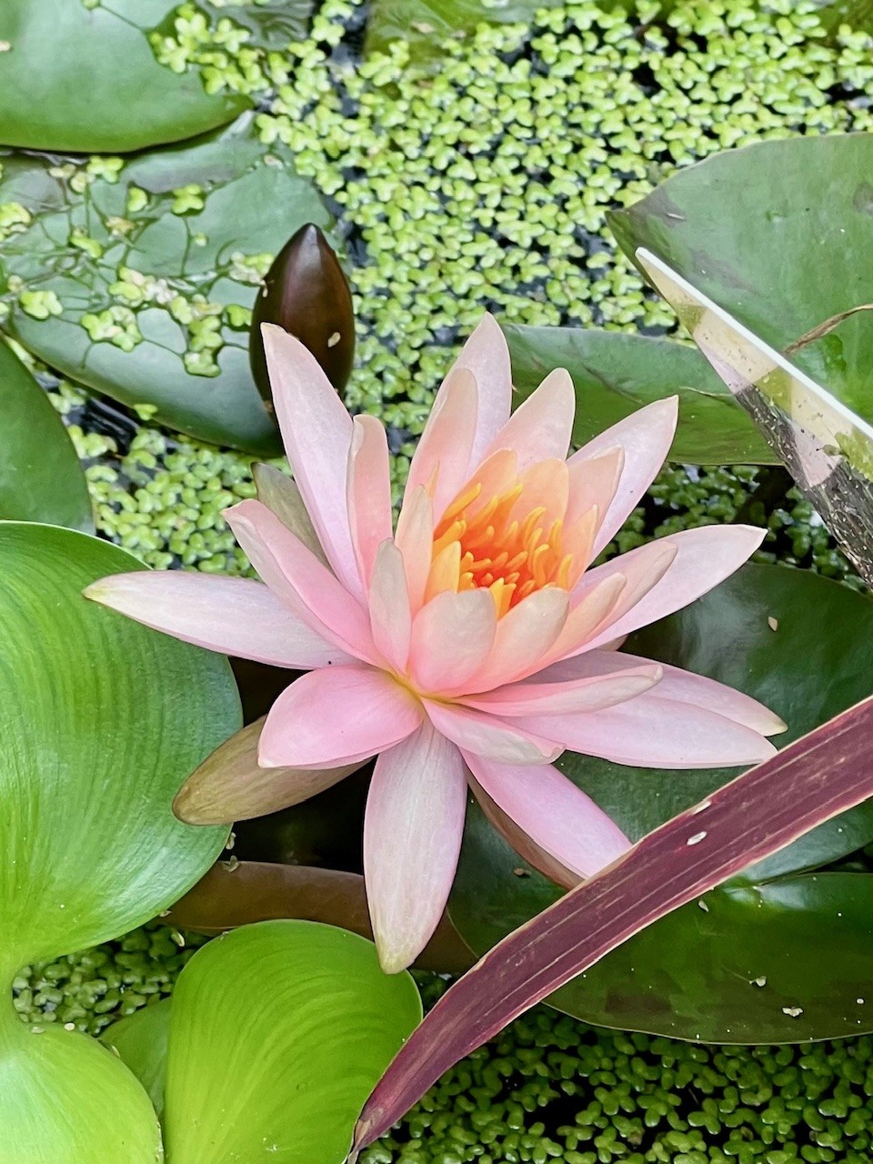 Water Lily